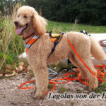 Legolas, Hundesport Treuen