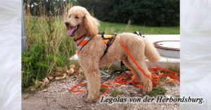 Legolas, Hundesport Treuen